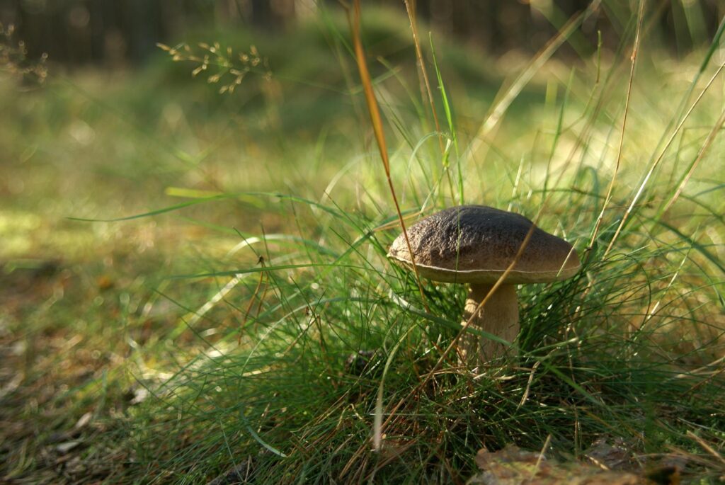 nocleg na Grzybobranie Warmia